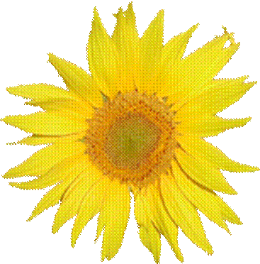 http://de.spiritualwiki.org/wiki/uploads/Wiki/commons_Tournesol.png